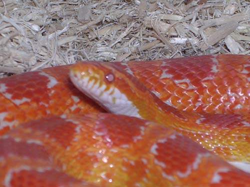 Akasha
