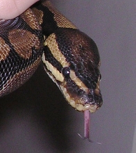 Armand sticking his tongue out at me!