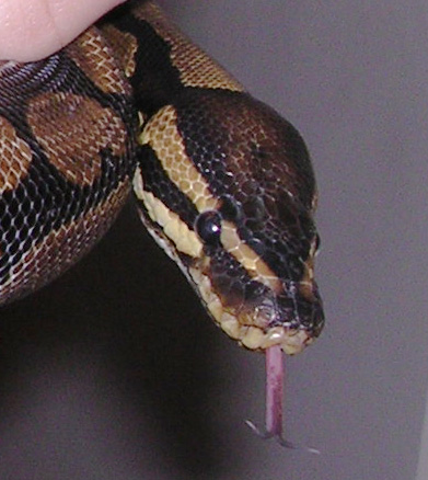 Armand sticking his tongue out at me!