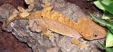 New Gecko