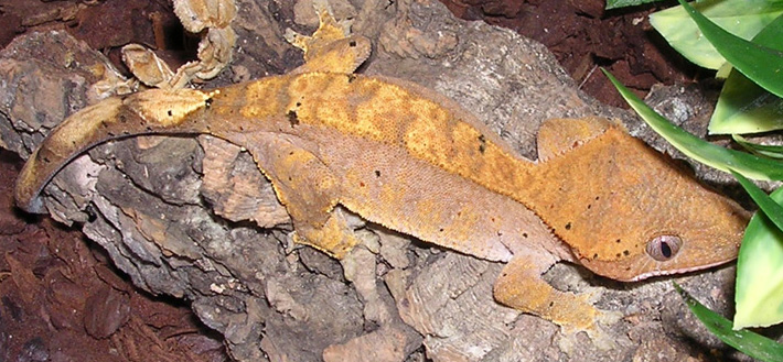 New Gecko