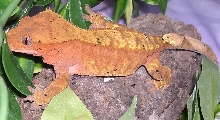 Gizmoo