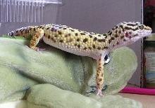Felix exploring the room :D