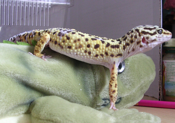 Felix exploring the room :D