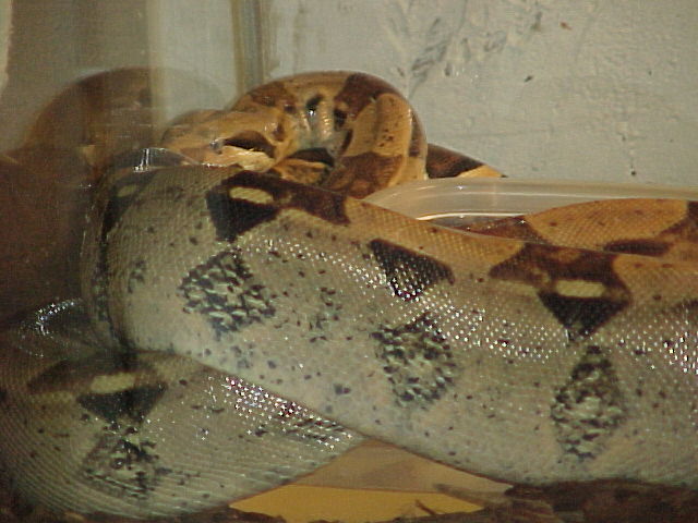 pretty boa