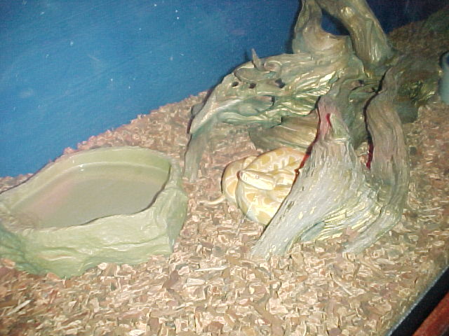burm enclosure2