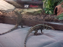 gold /black and whit columbion tegu