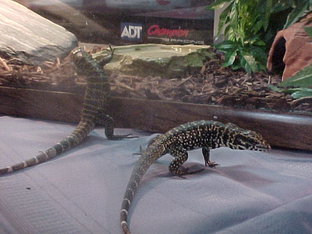 gold /black and whit columbion tegu
