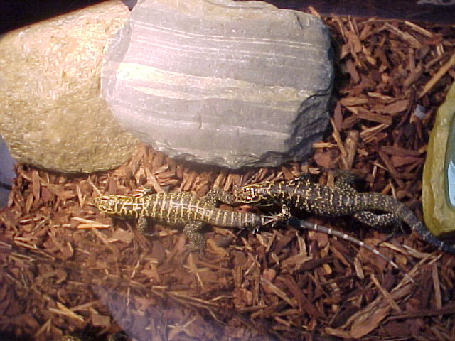 gold tegu