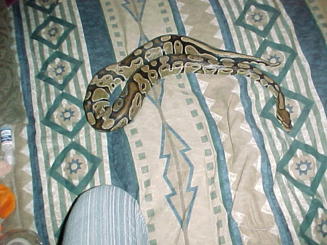 kenya