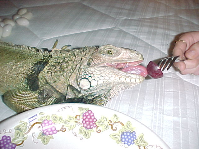 godzilla loves grapes!!