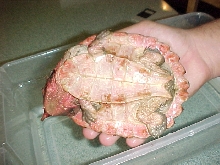 Ventral pic