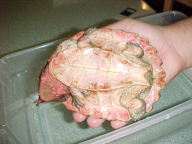 Ventral pic