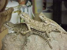 Rankins Trio