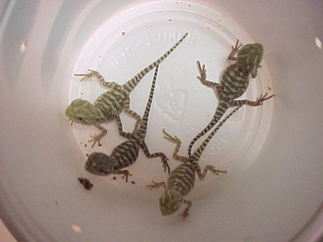 Rankins babys