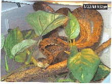 Amazon Tree Boa