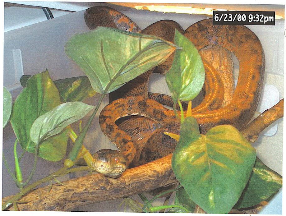 Amazon Tree Boa