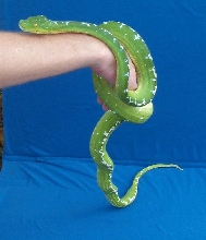 A female I purchased from Jeff Frey