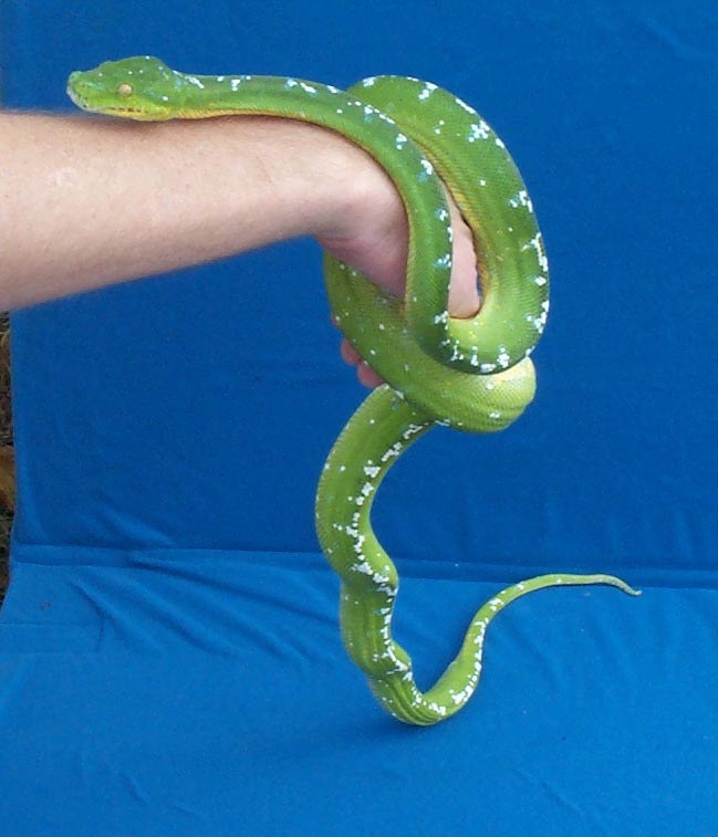 A female I purchased from Jeff Frey