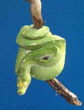 Male1