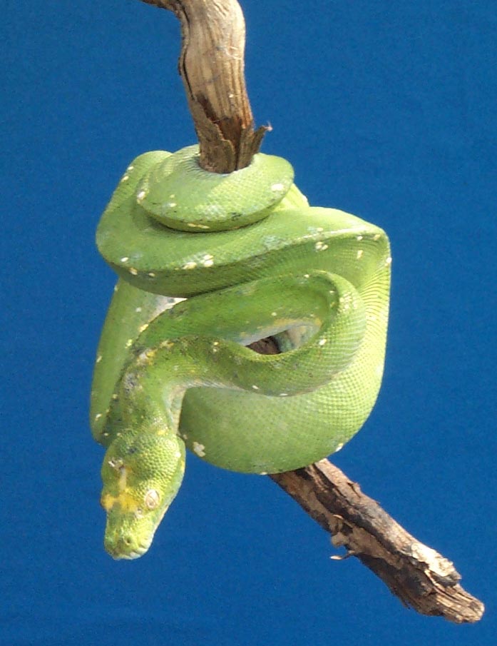 Male1