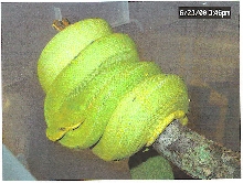 Female Aru GTP from LLL Reptile