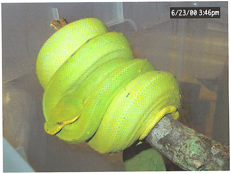 Female Aru GTP from LLL Reptile