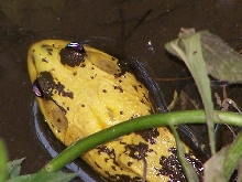 Yellobf1