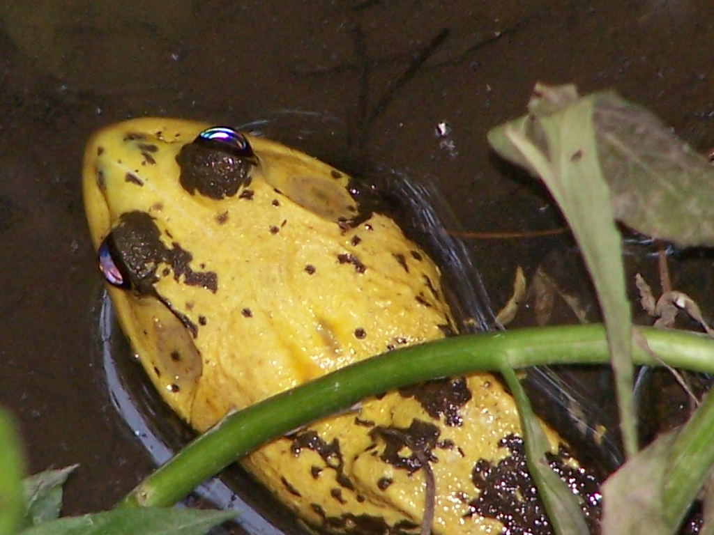 Yellobf1