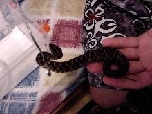Bothrops fonsecai