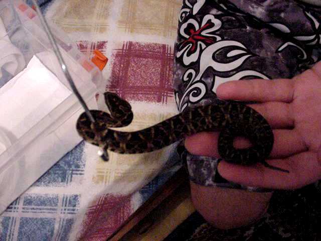 Bothrops fonsecai