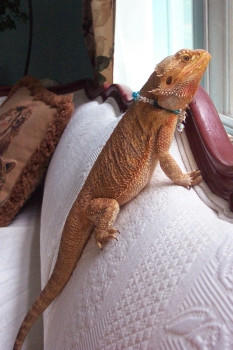 Jewel Pampered Pet