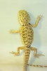 hatchling12
