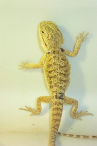 hatchling12