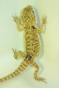 hatchling 17