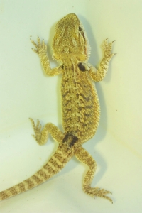 hatchling 17