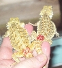 hatchling22and25