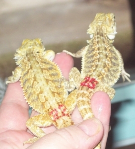 hatchling22and25