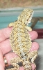 hatchling23
