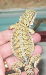 hatchling23