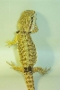 hatchling 24