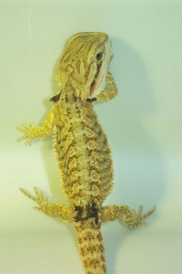 hatchling 24