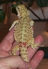 hatchling24shed