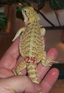 hatchling24shed