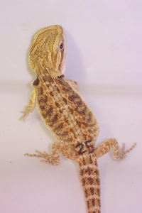 gold orange stripe25