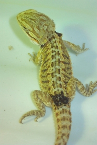 hatchling 30