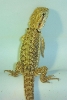 hatchling 4