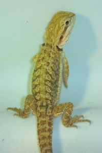 hatchling 4