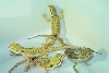 hatchlinggroupshot