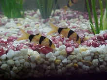 Clown Loaches